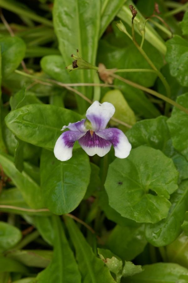 Viola hederaceae